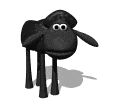 Black Sheep